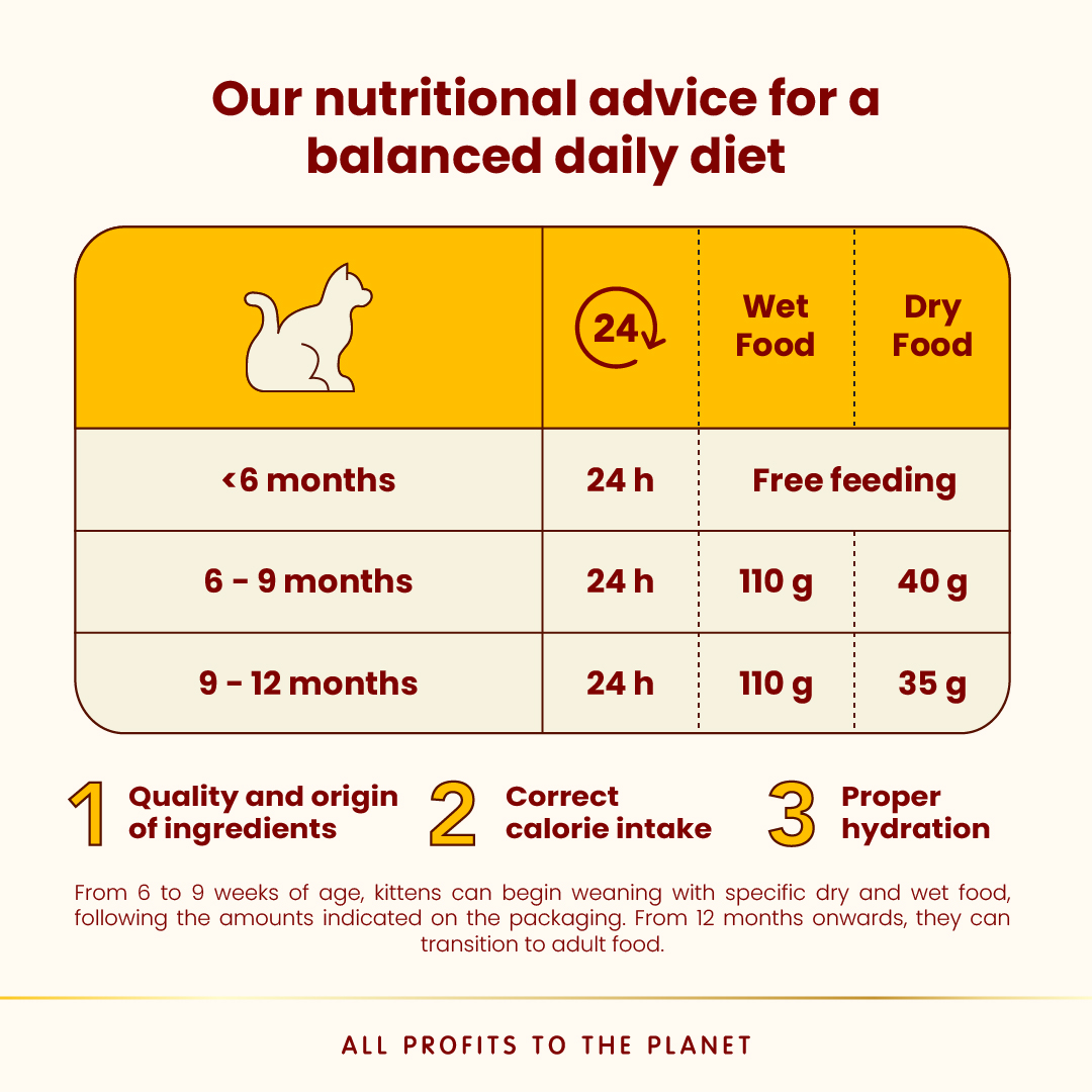 Almo Nature Kitten - Chicken Wet food 55 g